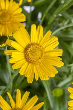 Koeienoog Buphthalmum salicifolium 5-10 Pot P9 Buphthalmum salicifolium