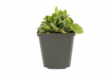 Koeienoog Buphthalmum salicifolium 5-10 Pot P9 Buphthalmum salicifolium