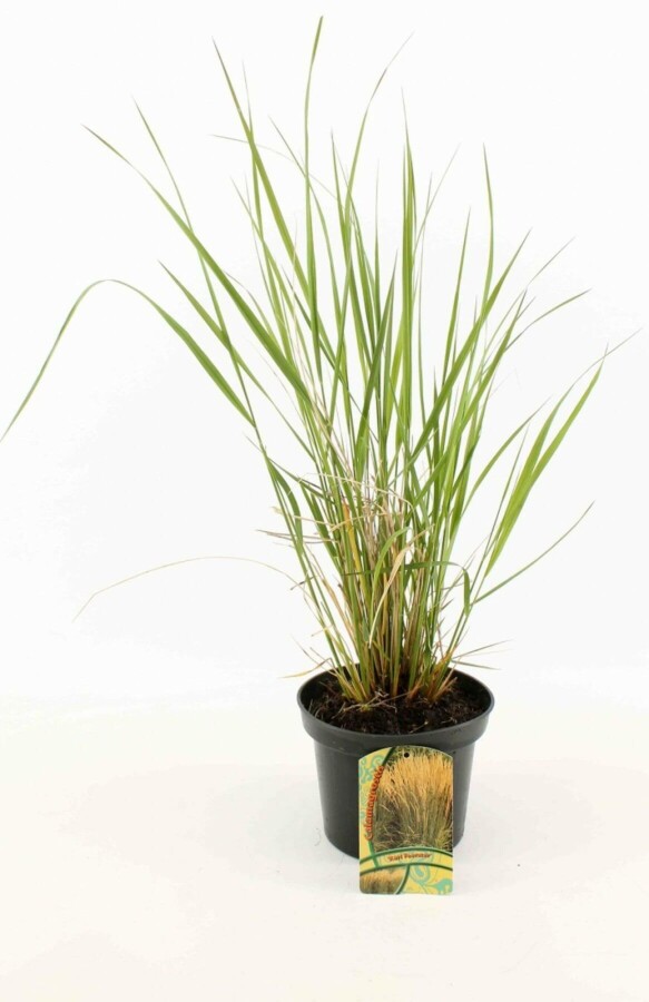 Pluimstruisriet Calamagrostis acutiflora 'Karl Foerster' 10-15 Pot C2 Calamagrostis acutiflora 'Karl Foerster'