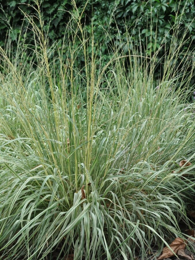 Pluimstruisriet Calamagrostis acutiflora 'Overdam' 10-15 Pot C2 Calamagrostis acutiflora 'Overdam'