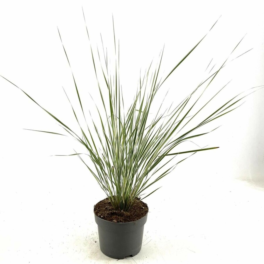 Pluimstruisriet Calamagrostis acutiflora 'Overdam' 10-15 Pot C2 Calamagrostis acutiflora 'Overdam'