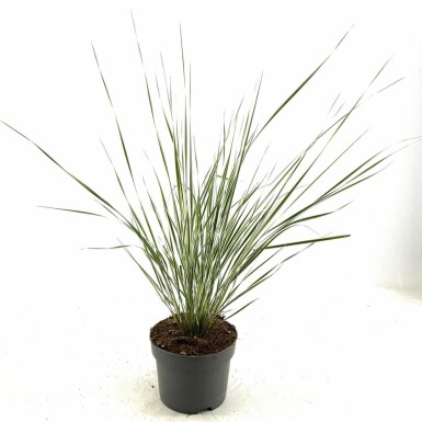 Pluimstruisriet Calamagrostis acutiflora 'Overdam' 10-15 Pot C2 Calamagrostis acutiflora 'Overdam'