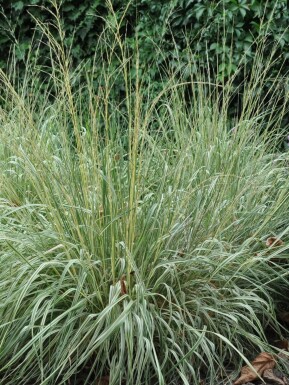Pluimstruisriet Calamagrostis acutiflora 'Overdam' 5-10 Pot P9 Calamagrostis acutiflora 'Overdam'