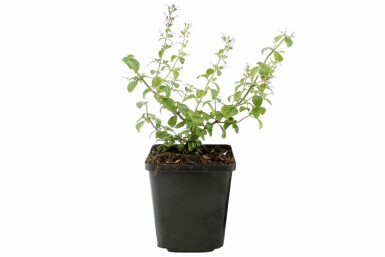 Bergsteentijm Calamintha nepeta ssp nepeta 5-10 Pot P9 Calamintha nepeta ssp nepeta