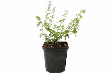 Bergsteentijm Calamintha nepeta ssp nepeta 5-10 Pot P9