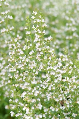 Bergsteentijm Calamintha nepeta ssp nepeta 5-10 Pot P9 Calamintha nepeta ssp nepeta