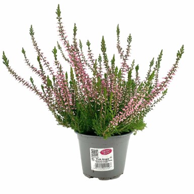 Zomerheide Calluna vulgaris Gardengirls 'Pink Angie' 5-10 Pot P9,5