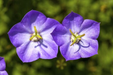 Karpatenklokje Campanula carpatica 5-10 Pot P9