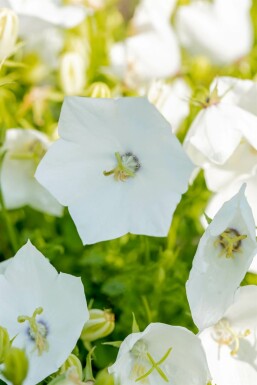 Karpatenklokje Campanula carpatica 'Alba' 5-10 Pot P9