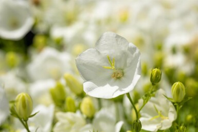 Karpatenklokje Campanula carpatica 'Alba' 5-10 Pot P9