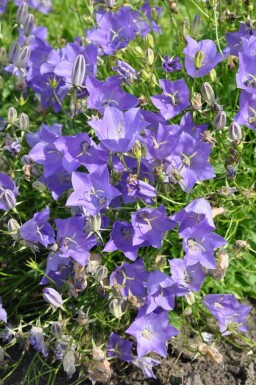 Campanula carpatica 'Blaue Clips'