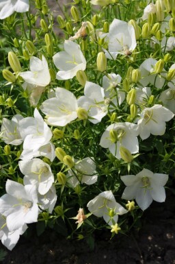 Karpatenklokje Campanula carpatica 'Weisse Clips' 5-10 Pot P9 Campanula carpatica 'Weisse Clips'