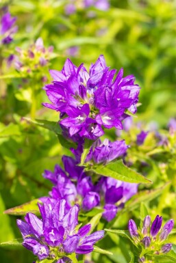 Kluwenklokje Campanula glomerata 'Acaulis' 5-10 Pot P9 Campanula glomerata 'Acaulis'