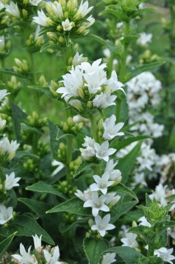 Kluwenklokje Campanula glomerata 'Alba' 5-10 Pot P9