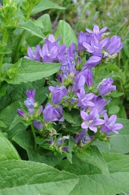 Kluwenklokje Campanula glomerata 'Superba' 5-10 Pot P9 Campanula glomerata 'Superba'
