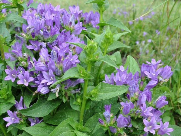 Kluwenklokje Campanula glomerata 'Superba' 5-10 Pot P9