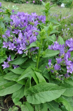 Campanula glomerata 'Superba'