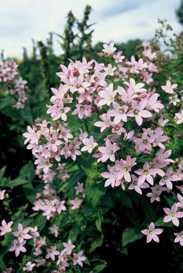 Campanula lactiflora 'Loddon Anna' Campanula lactiflora 'Loddon Anna'