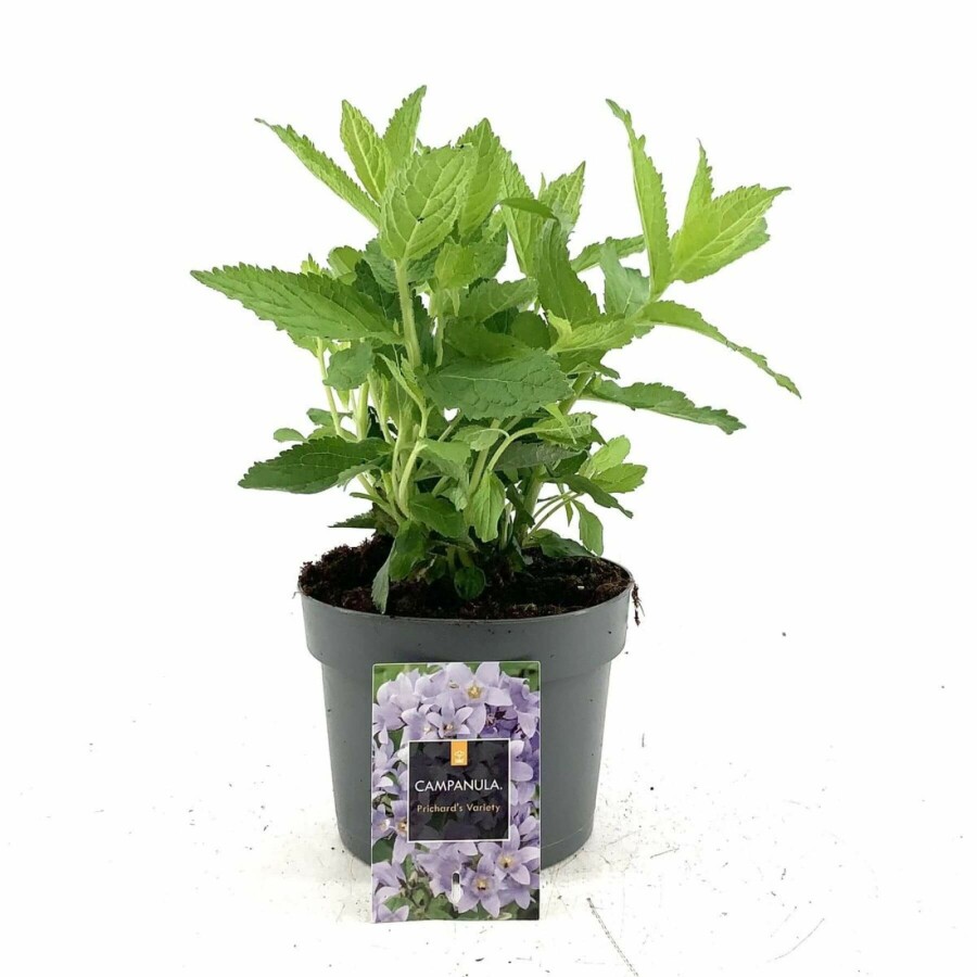 Klokjesbloem Campanula lactiflora 'Prichard's Variety' 15-20 Pot C2 Campanula lactiflora 'Prichard's Variety'