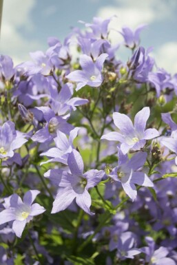 Klokjesbloem Campanula lactiflora 'Prichard's Variety' 5-10 Pot P9