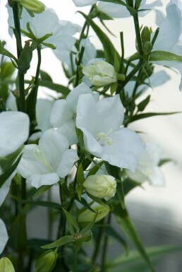 Perzikbladklokje Campanula persicifolia 'Alba' 5-10 Pot P9 Campanula persicifolia 'Alba'