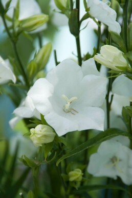Perzikbladklokje Campanula persicifolia 'Alba' 5-10 Pot P9 Campanula persicifolia 'Alba'