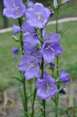 Perzikbladklokje Campanula persicifolia 'Coerulea' 5-10 Pot P9