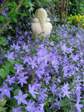 Klokjesbloem Campanula portenschlagiana 10-15 Pot C2 Campanula portenschlagiana
