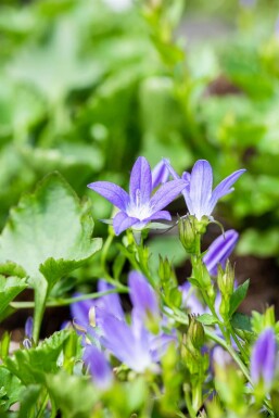 Campanula poscharskyana 'Stella'