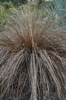 Zegge Carex buchananii 5-10 Pot P9 Carex buchananii