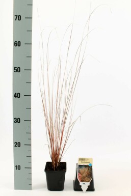 Zegge Carex buchananii 5-10 Pot P9 Carex buchananii