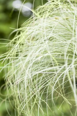 Zegge Carex comans 'Frosted Curls' 5-10 Pot P9 Carex comans 'Frosted Curls'