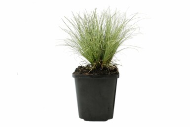 Zegge Carex comans 'Frosted Curls' 5-10 Pot P9 Carex comans 'Frosted Curls'