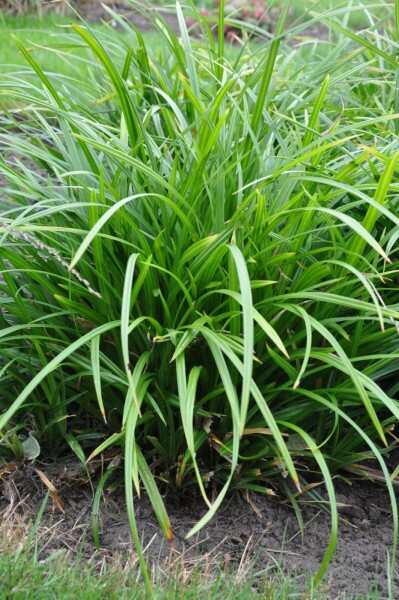 Zegge Carex foliosissima 'Irish Green' 10-15 Pot C2 Carex foliosissima 'Irish Green'