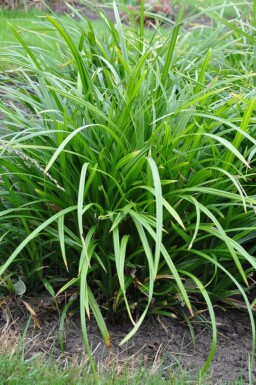 Zegge Carex foliosissima 'Irish Green' 5-10 Pot P9