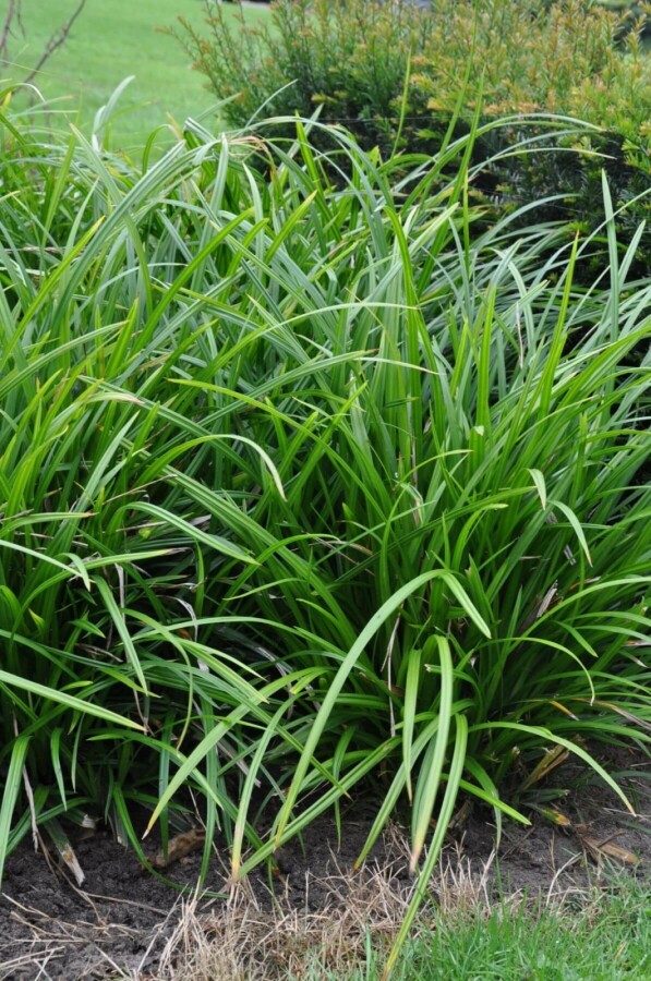 Zegge Carex foliosissima 'Irish Green' 5-10 Pot P9 Carex foliosissima 'Irish Green'