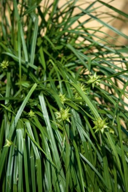 Morgensterzegge Carex grayi 5-10 Pot P9 Carex grayi