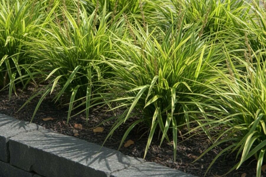 Zegge Carex morrowii 5-10 Pot P9 Carex morrowii
