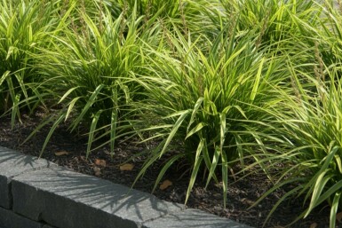 Zegge Carex morrowii 5-10 Pot P9 Carex morrowii