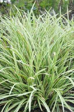 Japanse zegge Carex morrowii 'Goldband' 5-10 Pot P9