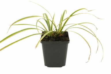 Japanse zegge Carex morrowii 'Goldband' 5-10 Pot P9