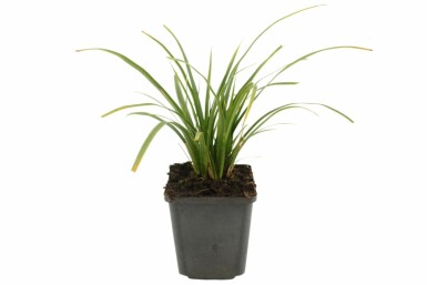 Zegge Carex morrowii 'Variegata' 5-10 Pot P9 Carex morrowii 'Variegata'