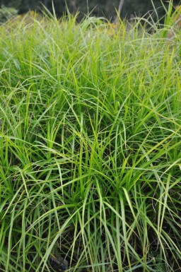 Palmzegge Carex muskingumensis 5-10 Pot P9 Carex muskingumensis
