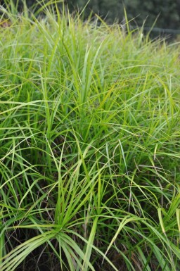 Palmzegge Carex muskingumensis 5-10 Pot P9