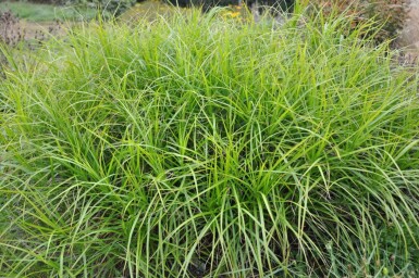 Palmzegge Carex muskingumensis 5-10 Pot P9