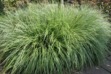 Bonte zegge Carex ornithopoda 'Silver Sceptre' 5-10 Pot P9