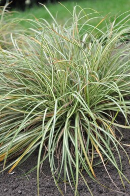 Zegge Carex ornithopoda 'Variegata' 5-10 Pot P9 Carex ornithopoda 'Variegata'