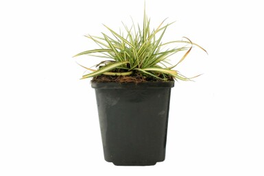 Zegge Carex ornithopoda 'Variegata' 5-10 Pot P9 Carex ornithopoda 'Variegata'