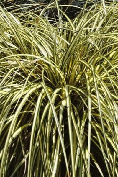 Zegge Carex oshimensis 'Evergold' 10-15 Pot C2 Carex oshimensis 'Evergold'