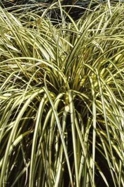 Zegge Carex oshimensis 'Evergold' 5-10 Pot P9 Carex oshimensis 'Evergold'